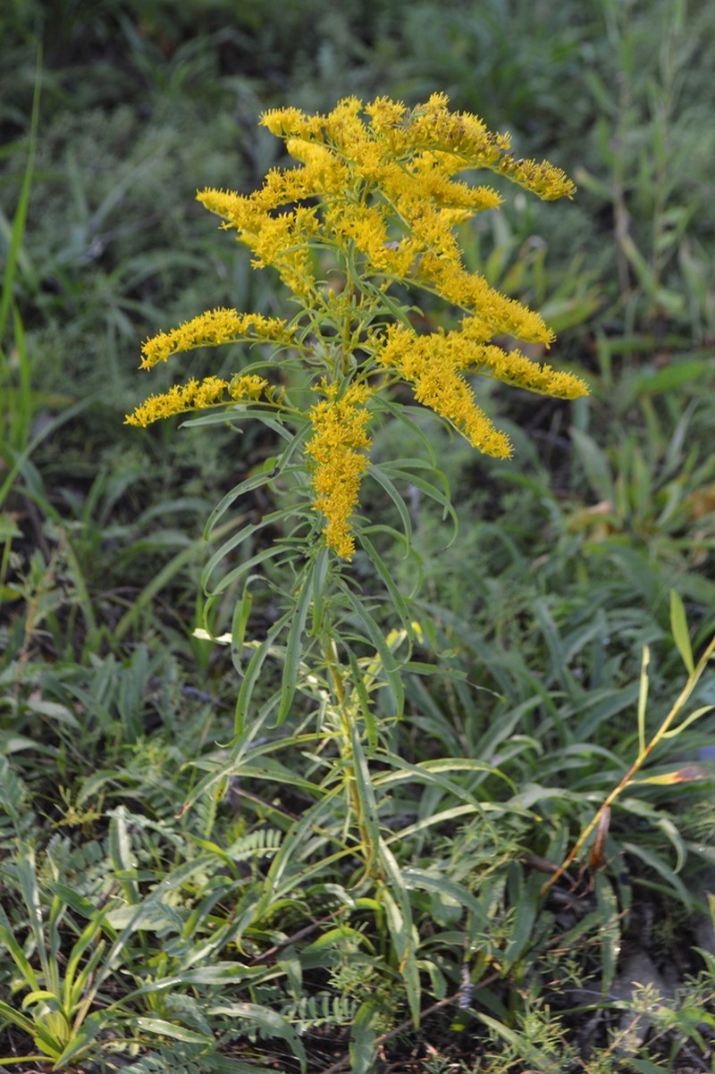 Gattinger's Goldenrod photo 5