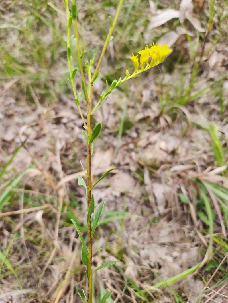 Gattinger's Goldenrod photo 6