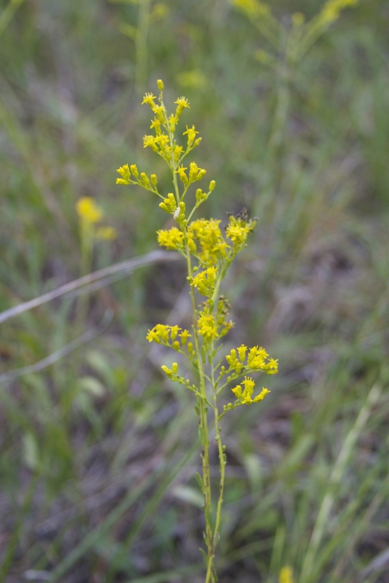 Gattinger's Goldenrod photo 7