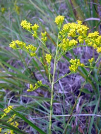 Gattinger's Goldenrod