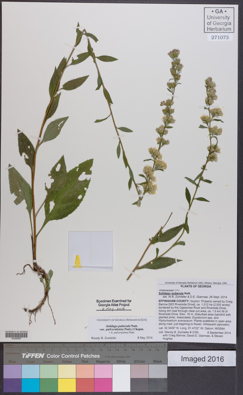 Solidago georgiana
