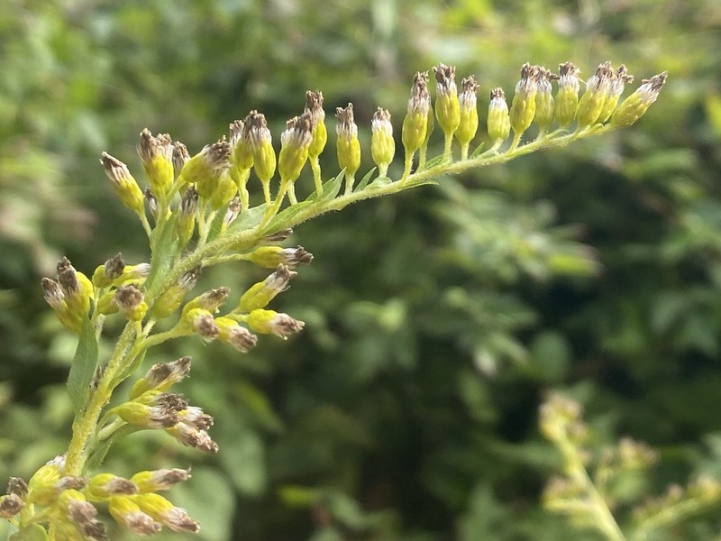 Giant Goldenrod photo 4