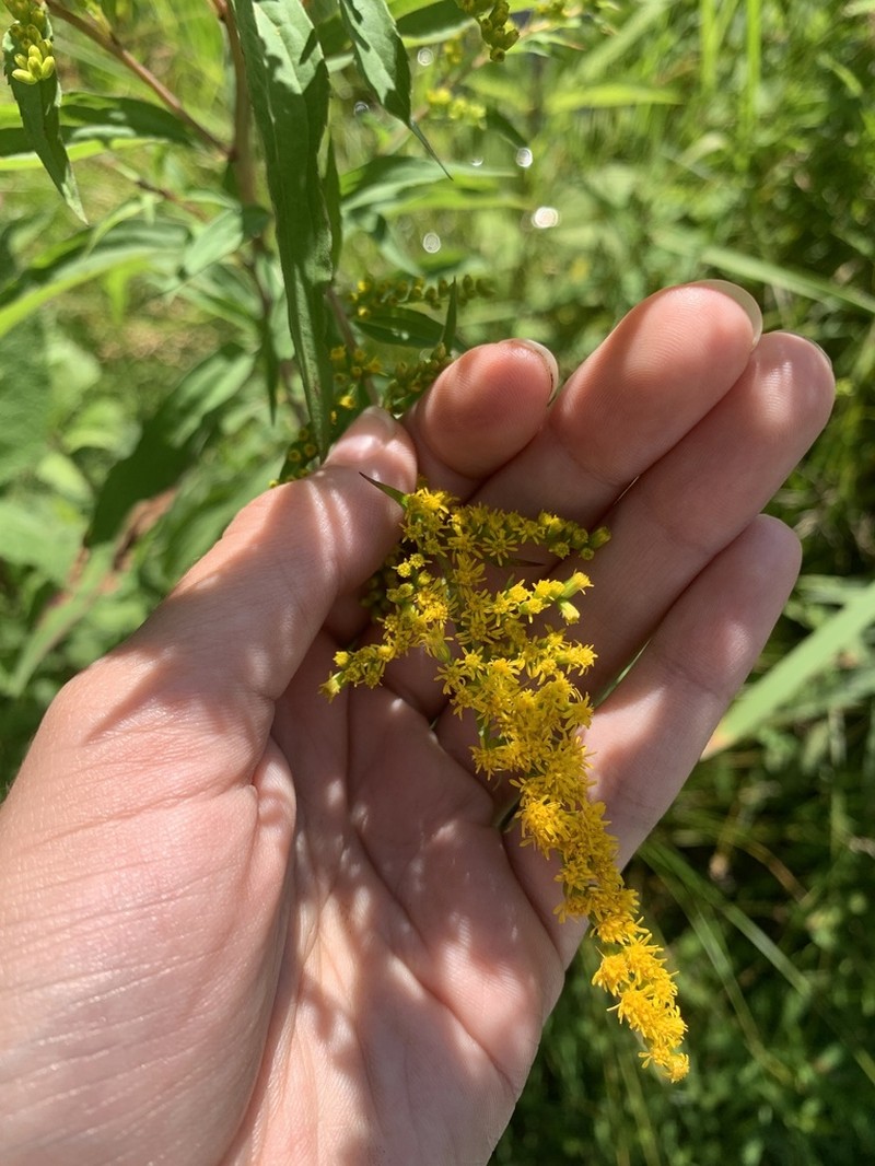 Giant Goldenrod photo 5