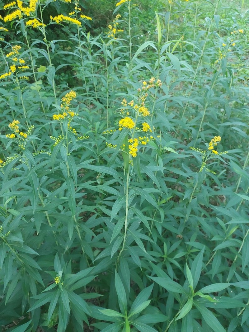 Giant Goldenrod photo 6