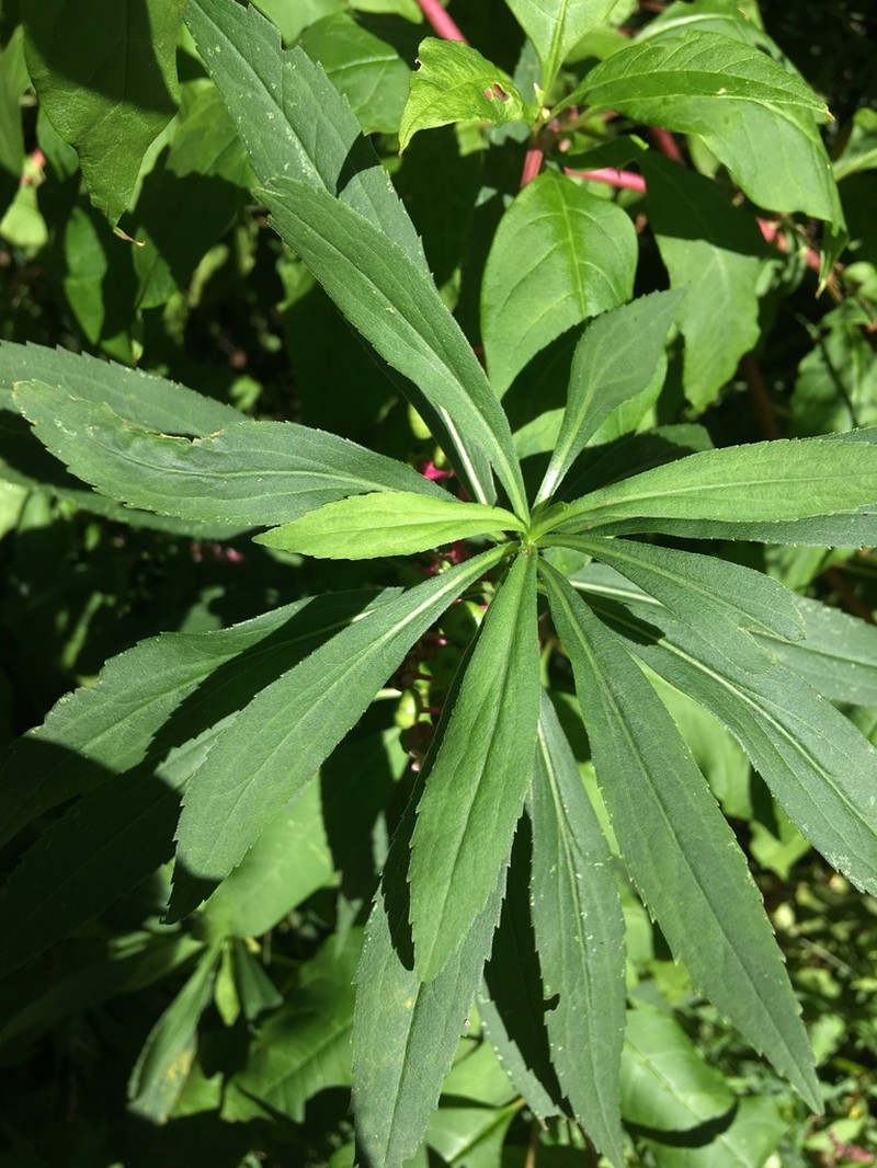 Giant Goldenrod photo 7