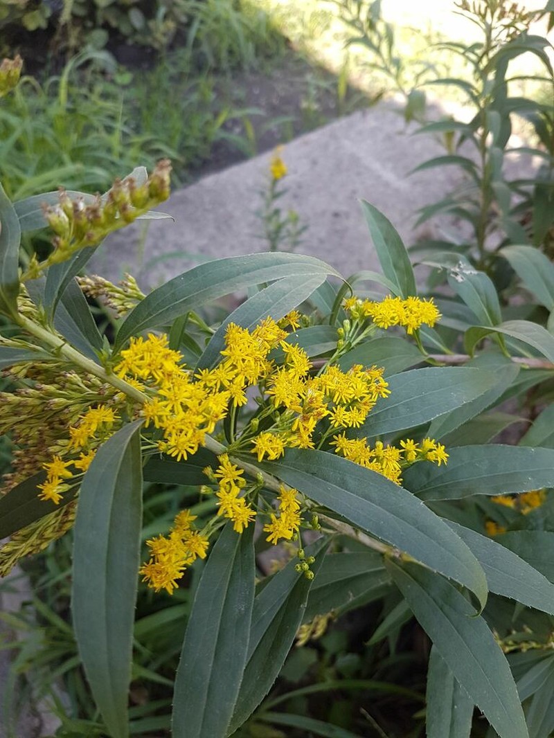Giant Goldenrod photo 8