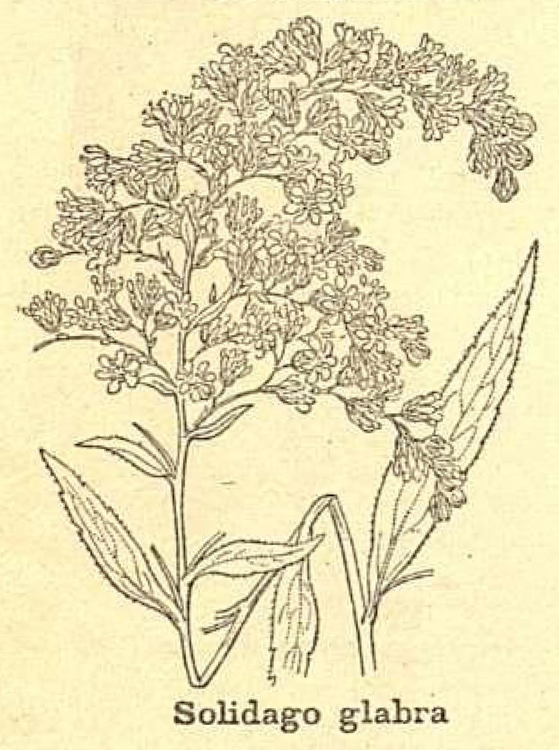 Giant Goldenrod photo 2