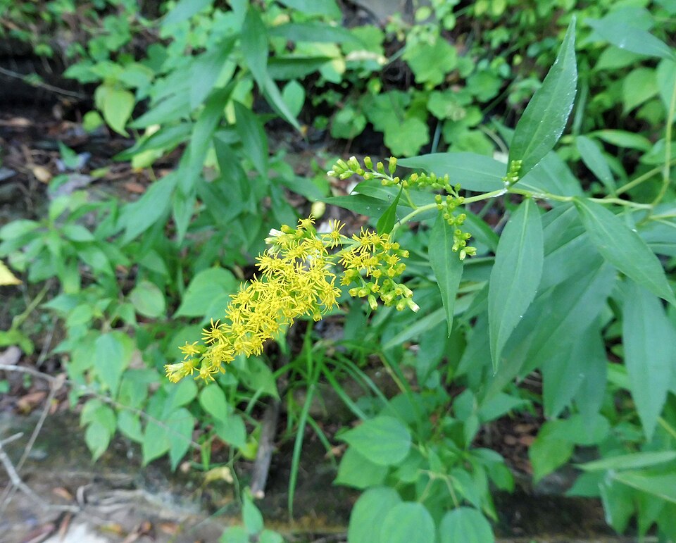 Giant Goldenrod photo 5