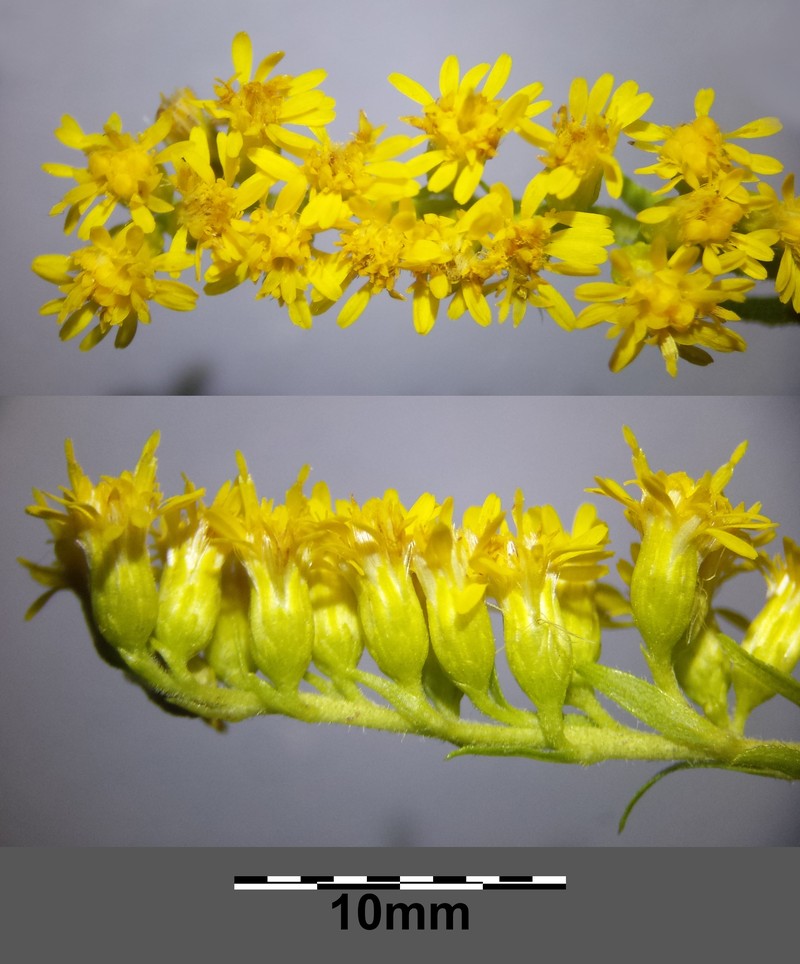 Giant Goldenrod photo 3