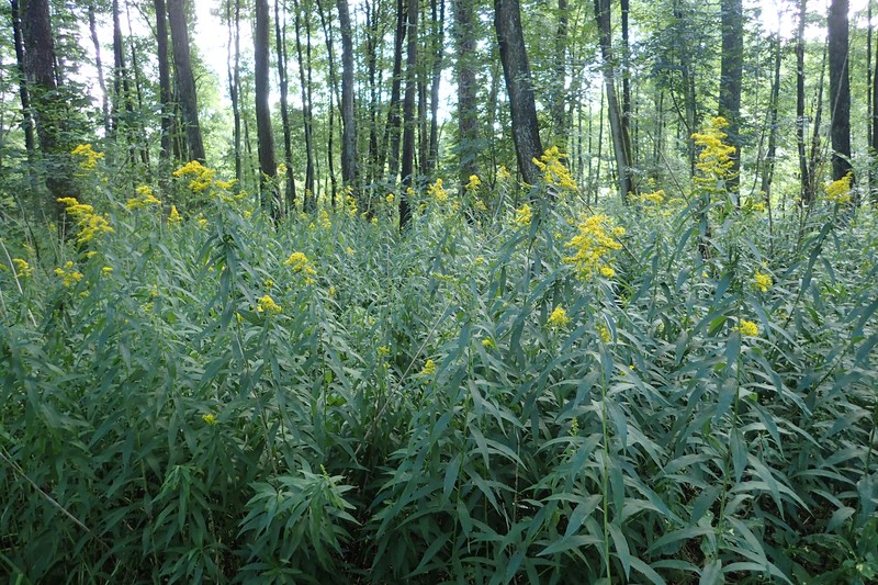Giant Goldenrod photo 4
