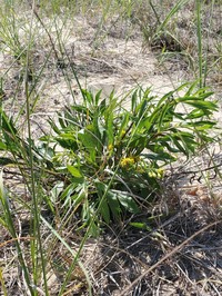 Deam's Goldenrod