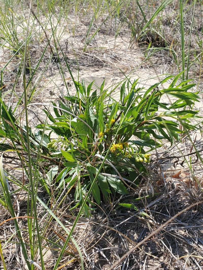 Deam's Goldenrod
