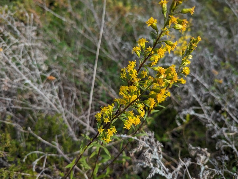 Deam's Goldenrod photo 2