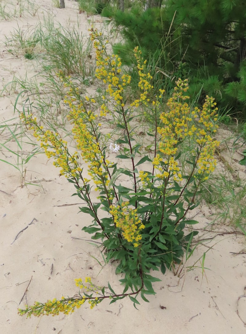 Deam's Goldenrod photo 3