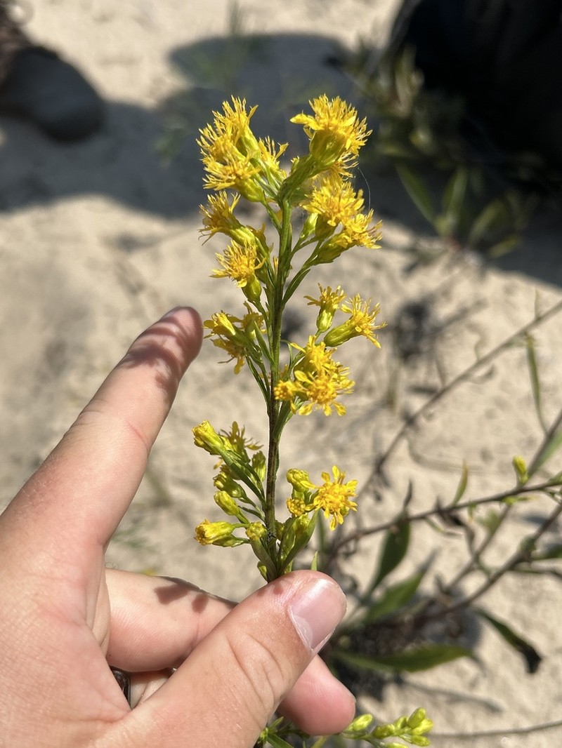 Deam's Goldenrod photo 4