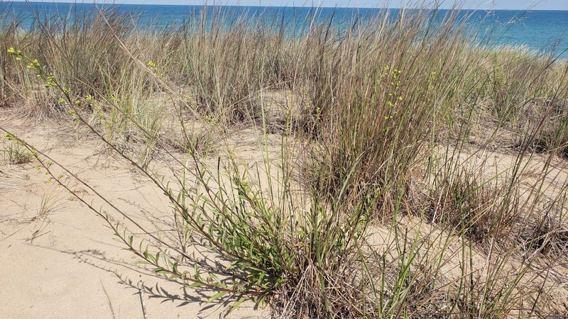Deam's Goldenrod photo 5