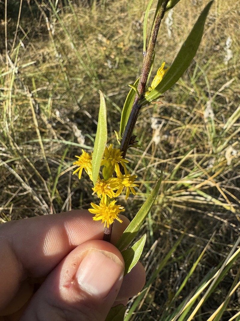Deam's Goldenrod photo 6