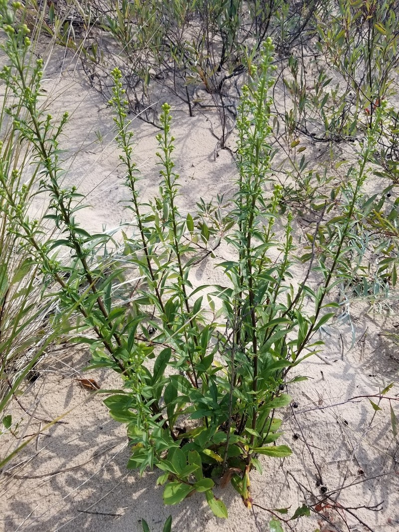 Deam's Goldenrod photo 7