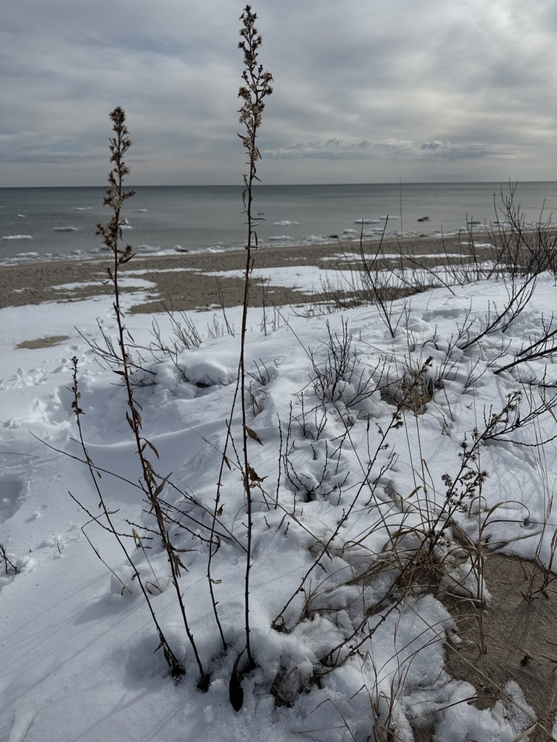 Deam's Goldenrod photo 8