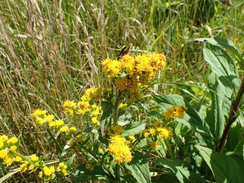 Clustered Goldenrod photo 2
