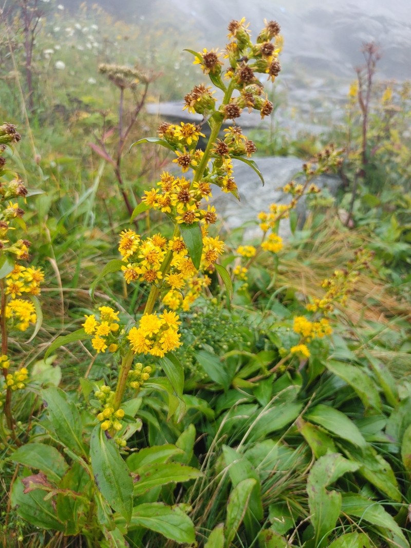 Clustered Goldenrod photo 3