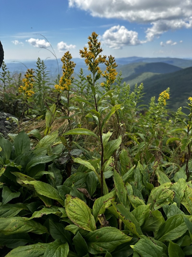 Clustered Goldenrod photo 4