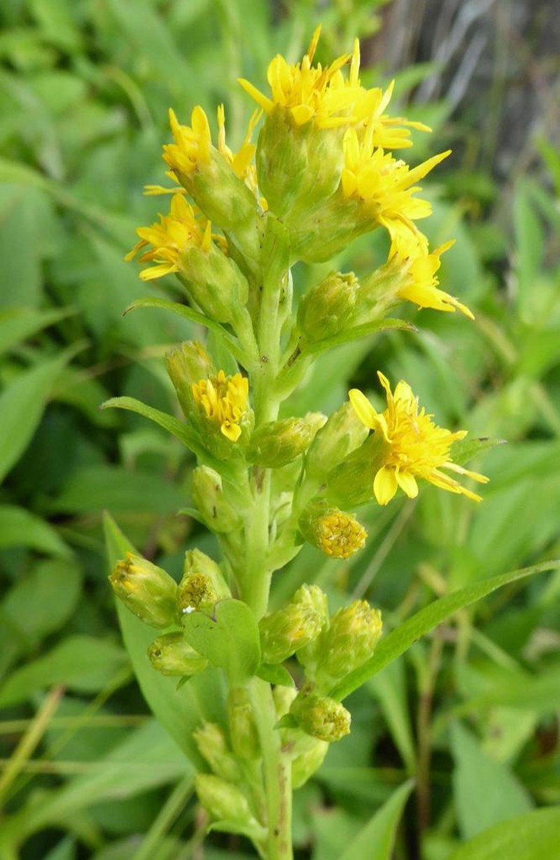 Clustered Goldenrod photo 6