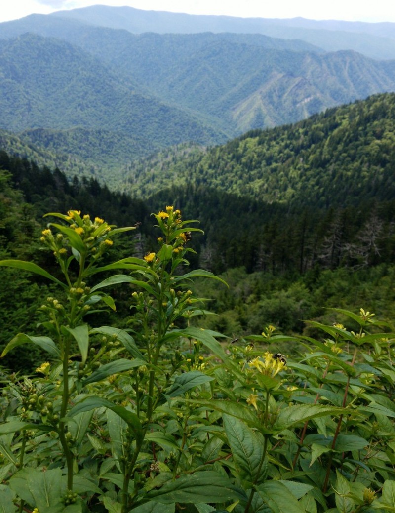 Clustered Goldenrod photo 7