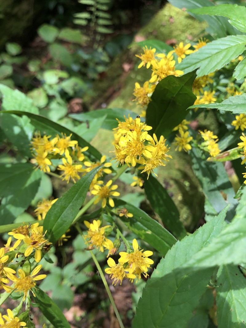 Clustered Goldenrod
