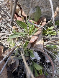 Solidago glutinosa