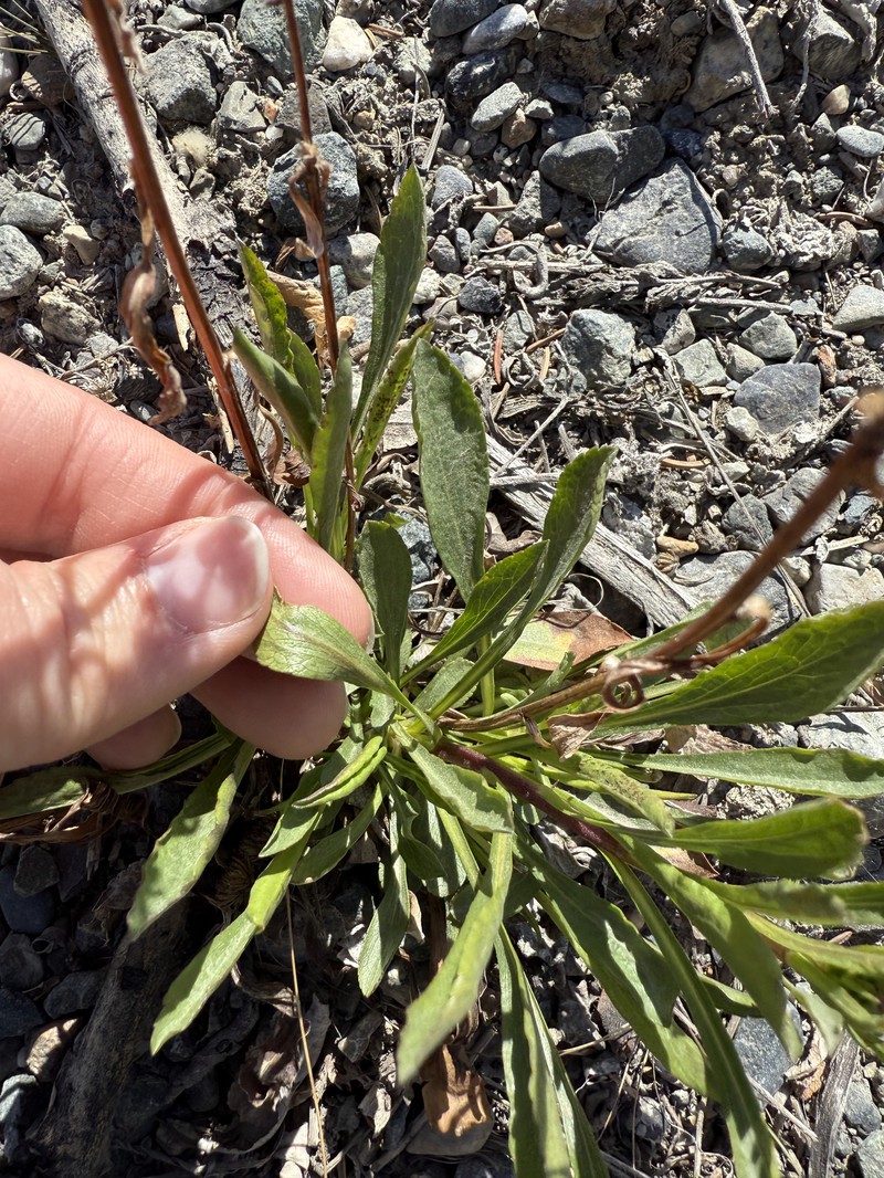 Solidago glutinosa photo 2