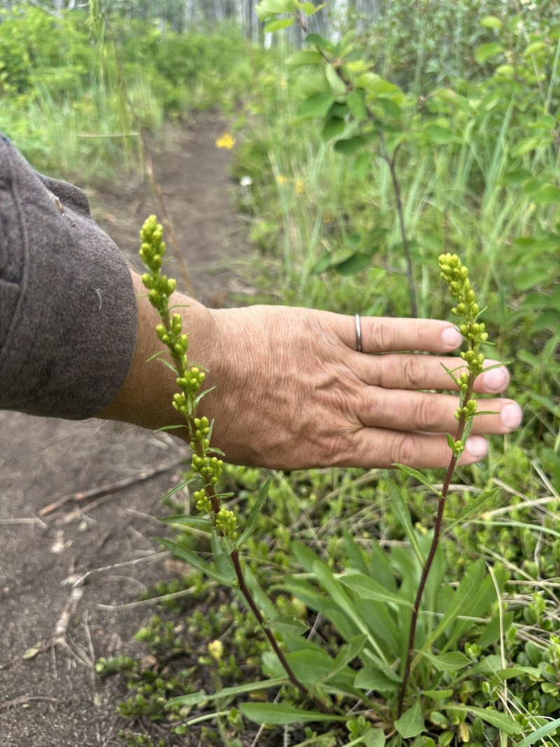 Solidago glutinosa photo 3
