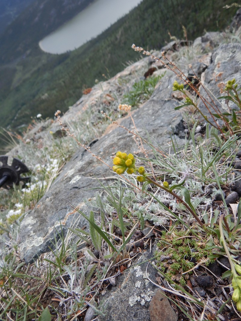 Solidago glutinosa photo 4