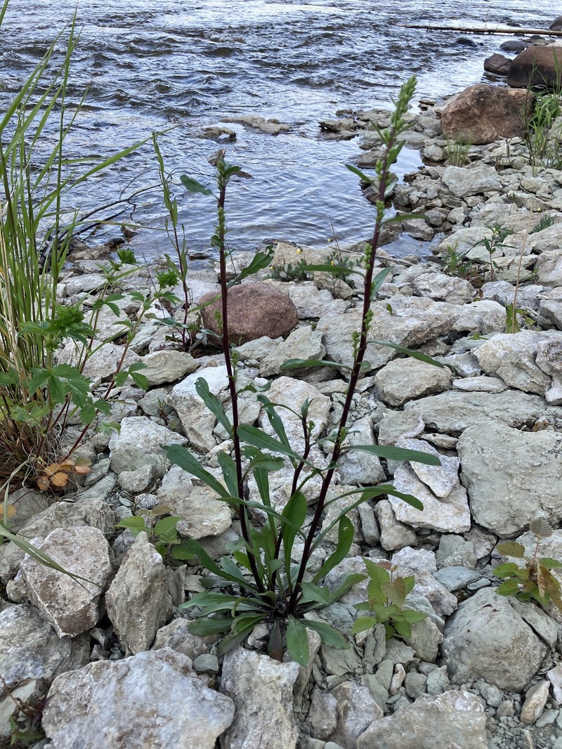 Solidago glutinosa photo 5