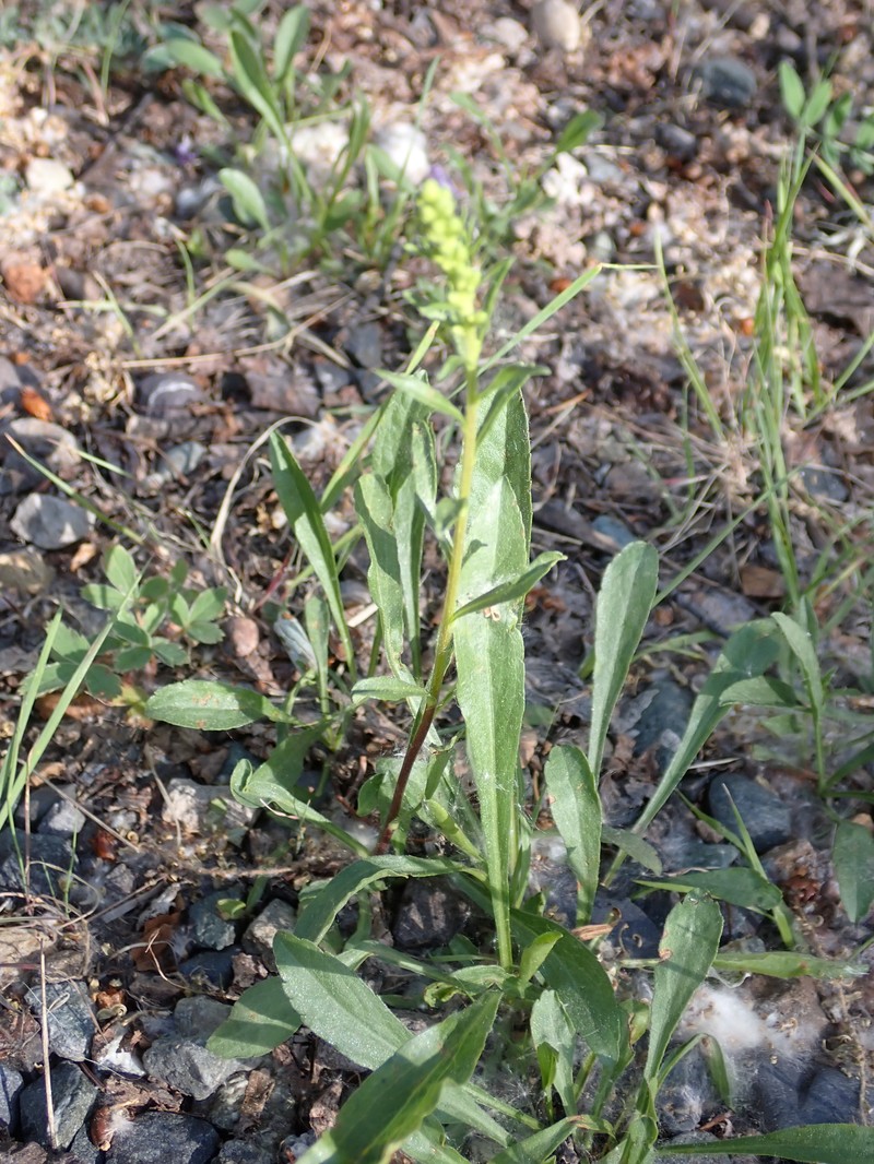 Solidago glutinosa photo 6