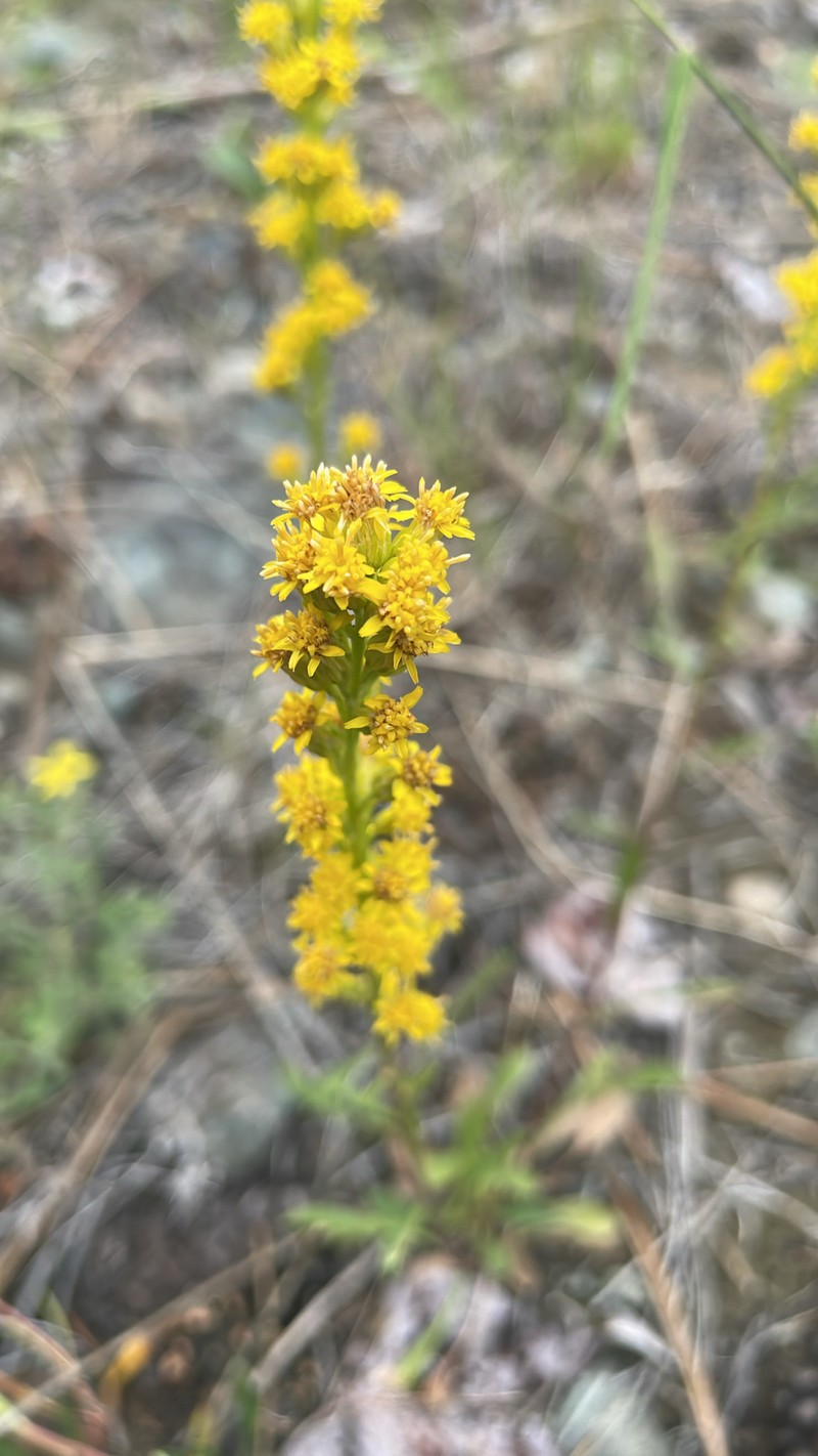 Solidago glutinosa photo 7