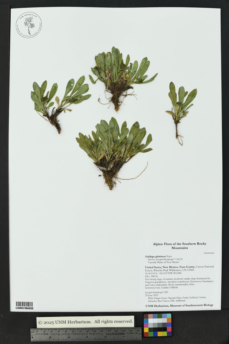 Solidago glutinosa photo 8