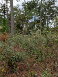 Virginia Goldenrod