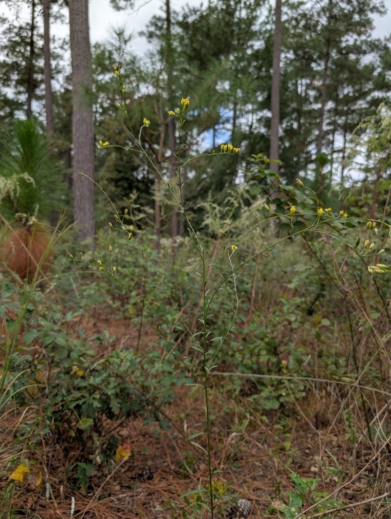 Virginia Goldenrod