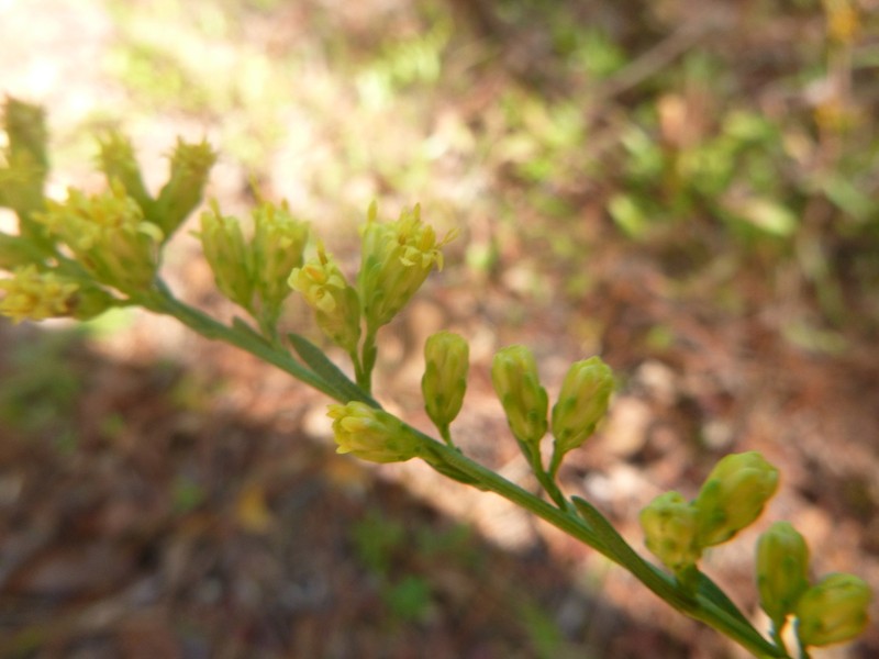 Virginia Goldenrod photo 2