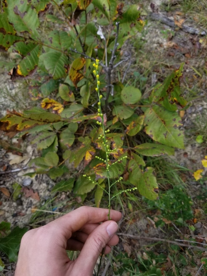 Virginia Goldenrod photo 3