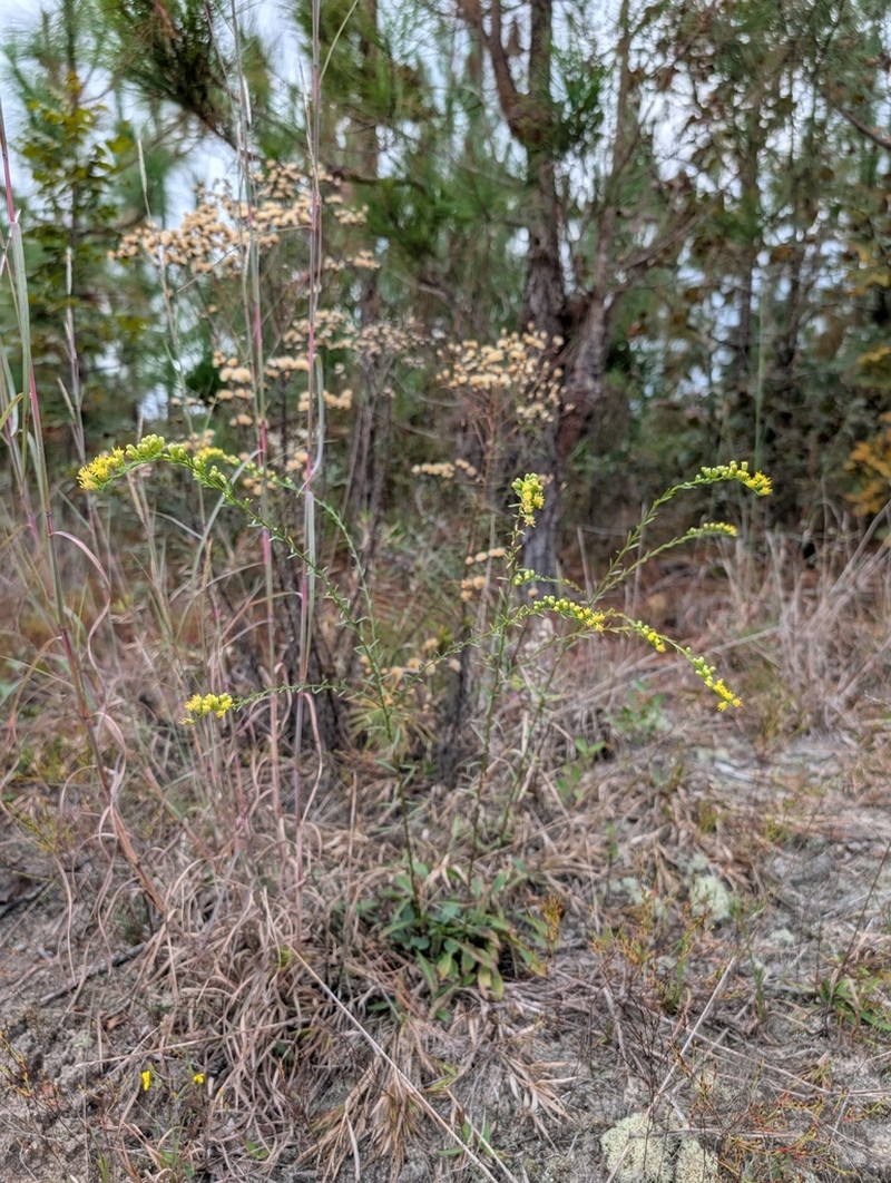 Virginia Goldenrod photo 4