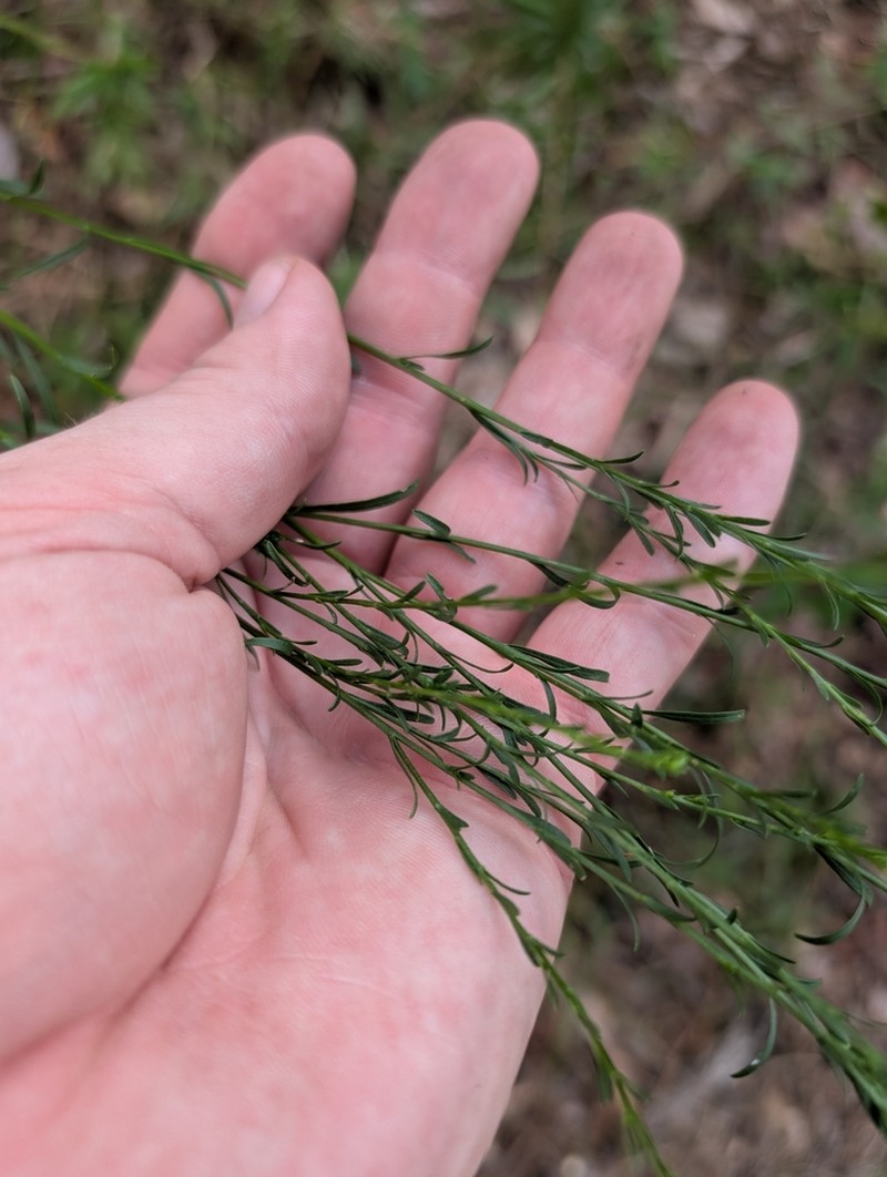 Virginia Goldenrod photo 5