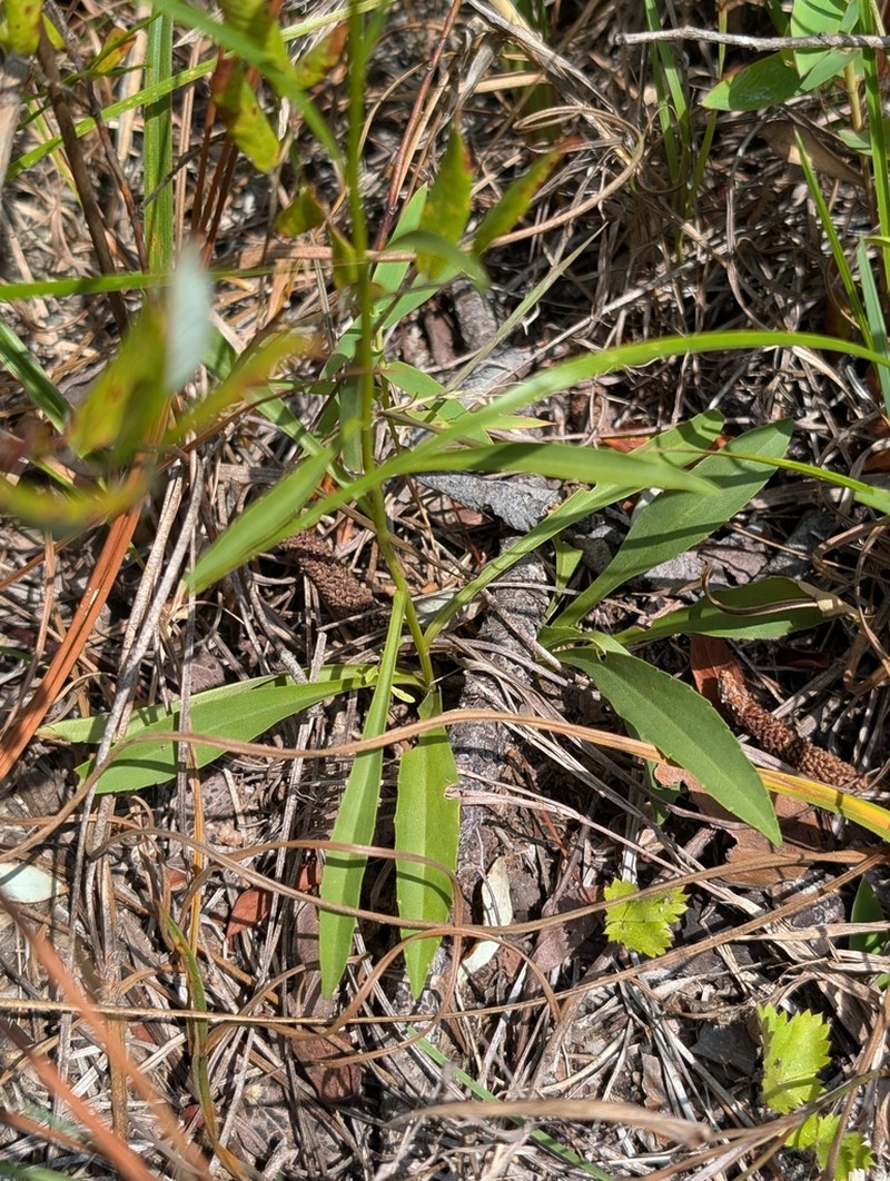 Virginia Goldenrod photo 6