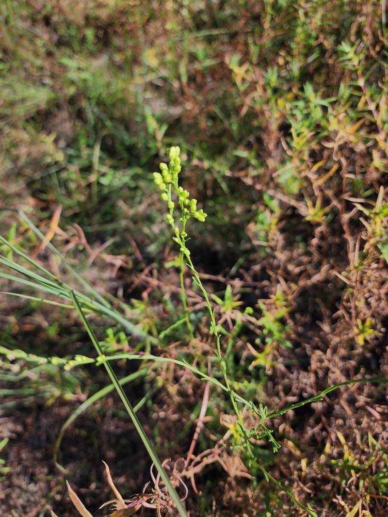 Virginia Goldenrod photo 7
