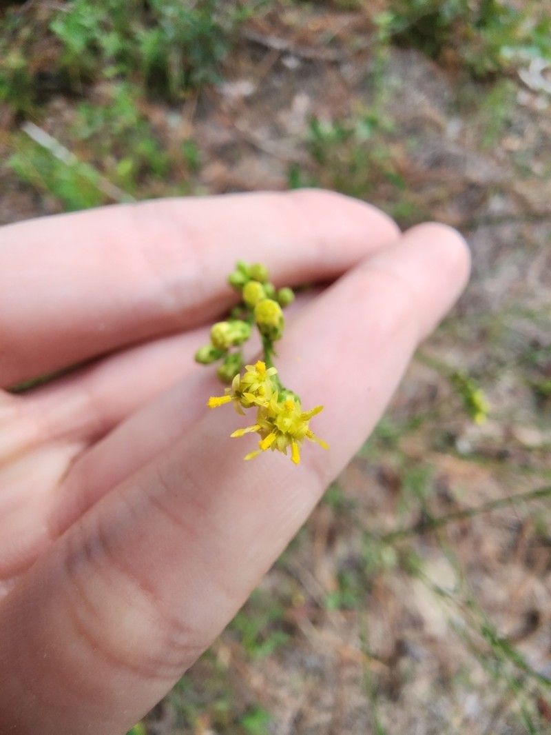 Virginia Goldenrod photo 8