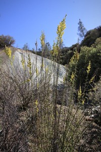 Guirado Goldenrod