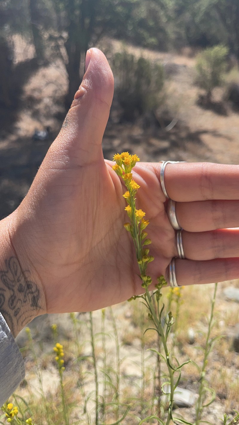 Guirado Goldenrod photo 2