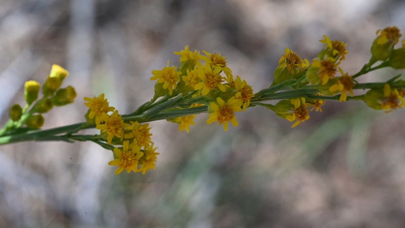 Guirado Goldenrod photo 4