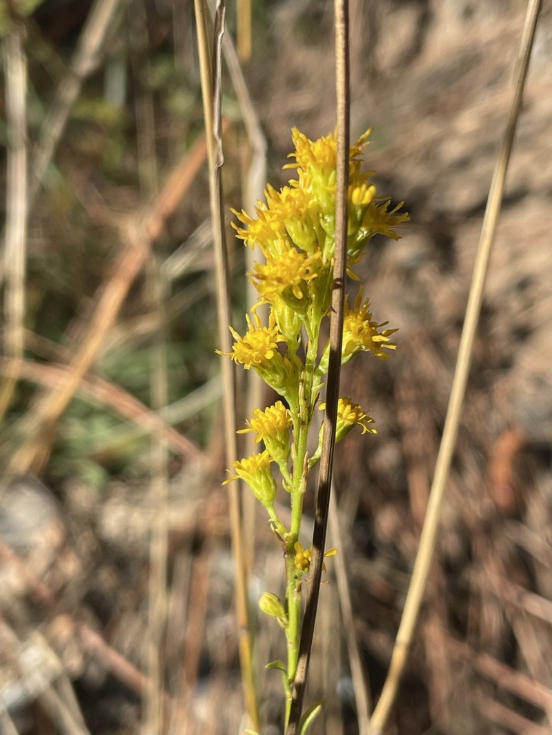 Guirado Goldenrod photo 6